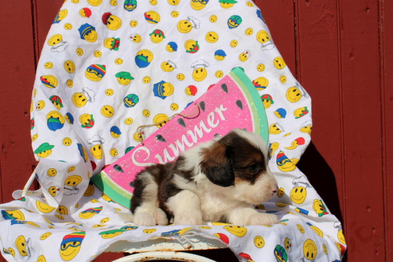 puppy, for, sale, Mini Bernedoodle F2, Matthew B. Stoltzfus, dog, breeder, Gap, PA, dog-breeder, puppy-for-sale, forsale, nearby, find, puppyfind, locator, puppylocator, aca